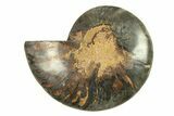 Cut & Polished Ammonite Fossil (Half) - Unusual Black Color #296308-1